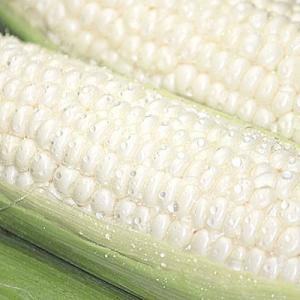 とうもろこし　ピュアホワイト　北海道富良野産　１本