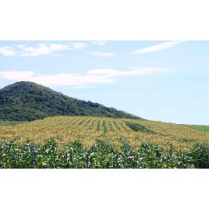 とうもろこし ピュアホワイト 北海道富良野産 ...の詳細画像5