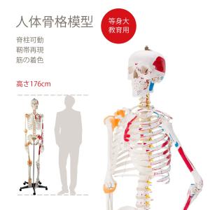 Kurflo人体骨格模型 教育用 等身大 人体模型  筋の着色 靭帯再現 脊柱可動 全身骨格模型 解剖学人骨模型｜SYヤフーショップ