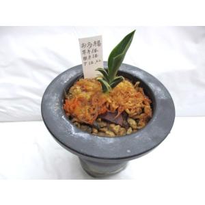 NO.380お多福