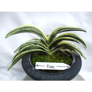 根岸の松　斑入り　万年青　御写真の子ぬき苗 根岸の松 (ねぎしのまつ) Negishinomatsu – おもとの豊明園