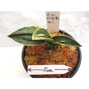 NO.441最晃閣 : 万年青・庄おもと園 - 通販 - Yahoo!ショッピング