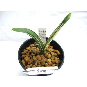ニュージーランド産水苔 5A 3kg入り : 万年青・庄おもと園 - 通販