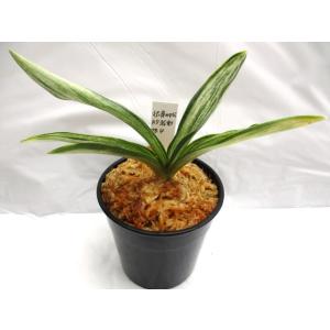 NO.403 根岸の松 : 万年青・庄おもと園 - 通販 - Yahoo!ショッピング