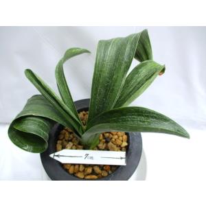 ＮＯ.493胡麻斑羅紗獅子