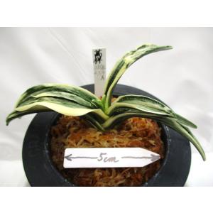 万年青(旭翠) 旭翠 (きょくすい) Kyokusui – おもとの豊明園（ほうめいえん）