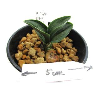 NO.409愛玉殿（覆輪気）