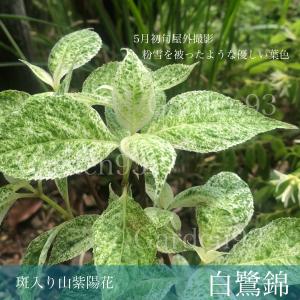 ガーデン 93 - Yahoo!ショッピング