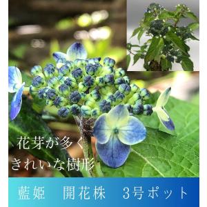 開花間近 きれいな樹姿のヤマアジサイ’藍姫‘ 3号ポット｜syokubutuzukan
