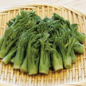 タラの芽 販売の商品一覧 通販 Yahoo ショッピング