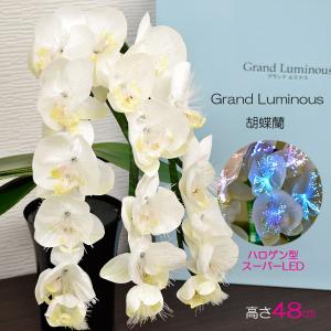 ルミナス胡蝶蘭LED 新型 ルミナス アレンジ 胡蝶蘭 LED | お仏壇のはせがわ公式通販