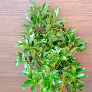 おしきみの商品一覧 通販 Yahoo ショッピング