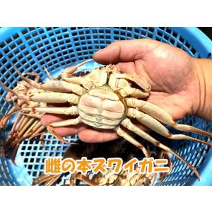 セコガニ セイコガニ 香箱ガニ 訳あり 生 姿...の詳細画像2