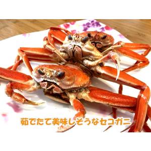 セコガニ セイコガニ 香箱ガニ 訳あり 生 姿...の詳細画像3