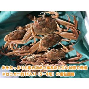 セコガニ セイコガニ 香箱ガニ 訳あり 生 姿...の詳細画像4