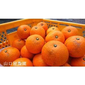 紅八朔　はるみ　2種15kg箱 紅八朔 因島産 Mサイズ 箱込15kg 【農薬：栽培期間中不使用】 防腐剤無