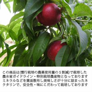 信州産 スイートネクタリン(晶光) 約2kg ...の詳細画像1
