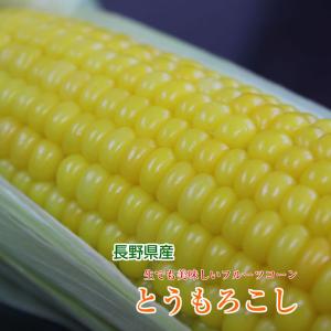 長野県 信濃町産 高原とうもろこし 朝採り 甘い...の商品画像