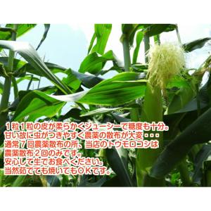 長野県 信濃町産 高原とうもろこし 朝採り 甘...の詳細画像1