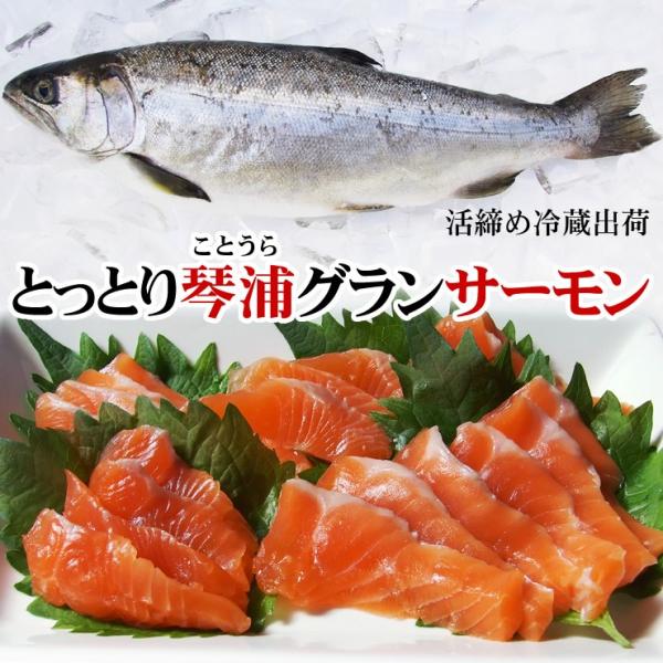 送料無料　とっとり琴浦グランサーモン　養殖鮭・トラウトサーモン　1匹　2-2.9kg程度　活締め　冷...