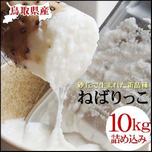 ギフト 特産品 名物商品 ねばりっこ 進物用  15-18本入 約10kg 送料無料 常温 鳥取県 とろろ 長芋 新物｜本物を追求する フォーシーズン