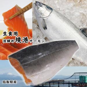 鳥取県産 境港サーモン　銀鮭　フィーレ1枚　400-500ｇ程度　生食用[冷凍]｜syun-sakana