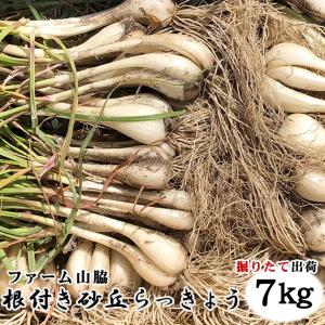 ラッキョウ　鳥取県北栄町産　ファーム山脇　根付き　砂丘らっきょう　7kg　サイズ混じり　砂付き 常温