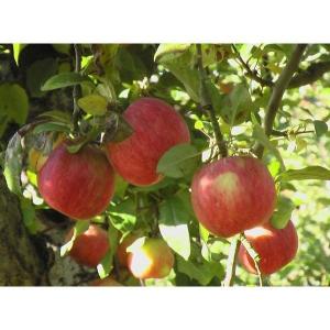 りんご こうとく 高徳 1.5kg 小玉 送料無料 ご家庭用 山形県産 産地直送｜syunmi