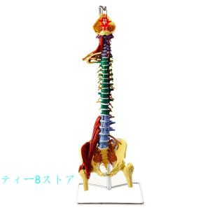 総合診療マニュアル 上原　譽志夫；大林　完二；隅谷　護人；益子　邦洋；松岡　博昭 総合診療マニュアル | 上原 譽志夫；大林 完二；隅谷 護人；益子