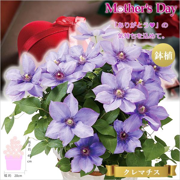 母の日 花 鉢植え クレマチス ブルー系 鉢 母の日 プレゼント おすすめ ギフト 2024