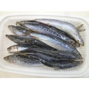 冷凍イワシ 釣り餌 の商品一覧 釣り アウトドア 釣り 旅行用品 通販 Yahoo ショッピング