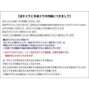 [301-302] スーパー石ゴカイ 釣り餌 ...の詳細画像3