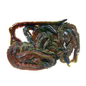 [402] 青コガネ　釣り餌（カレイ・黒鯛・チヌ・スズキ・ハネ）　※ノークレーム限定