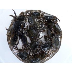 [621-623] 岩ガニ 10匹セット 釣り...の詳細画像1