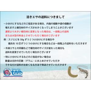 [621-623] 岩ガニ 10匹セット 釣り...の詳細画像5