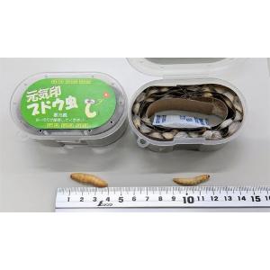 [900] 元気印!ブドウ虫(ハニーワーム)2...の詳細画像1