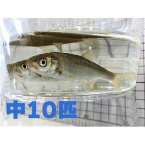 [812] 銀兵（ウグイ）１０匹セット　中サイズ　約８〜１５ｃｍ程度 【他商品同梱不可】　※ノークレ...