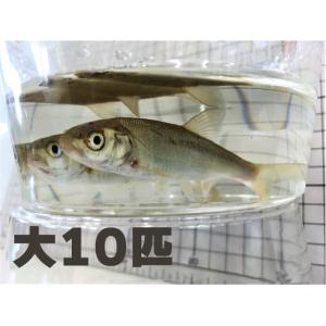 [813] 銀兵（ウグイ）１０匹セット　大サイズ　約１２〜１６ｃｍ