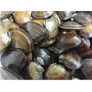 [700] アケミ貝（国産）１ｋｇ（サイズ選択不可）　※ノークレーム限定