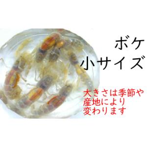 [661] ボケ（小サイズ）１０匹セット　約３.０cm以下　※ノークレーム限定