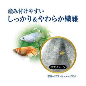 メダカ 卵 生き物 生体 の商品一覧 ペット用品 生き物 通販 Yahoo ショッピング