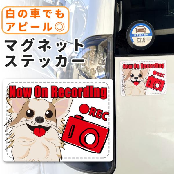 ドライブレコーダー ステッカー マグネット 犬 チワワ おしゃれ 可愛い 目立つ シンプル UV加工...