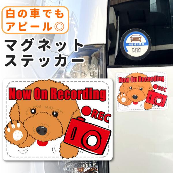 ドライブレコーダー ステッカー マグネット 犬 トイプードル おしゃれ 可愛い 目立つ シンプル U...
