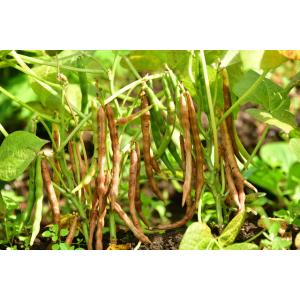 小豆 北海道十勝産 250g×20袋×1ケース...の詳細画像4