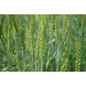 小麦粉 強力 イーグル 1kg×3袋 小麦ソム...の詳細画像4
