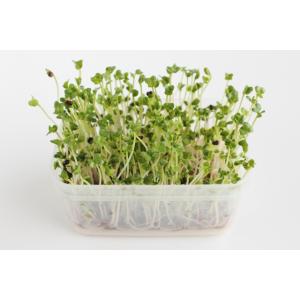 ブロッコリースプラウト 種子 100ml×3袋...の詳細画像4