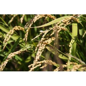 発芽玄米 5kg 豆力 玄米 玄氣 米 発芽米...の詳細画像5