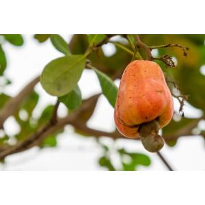カシューナッツ 生 1kg 世界美食探究 無塩...の詳細画像4