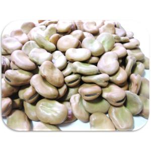 そら豆 1Kg まめやの底力 オーストラリア産...の詳細画像1