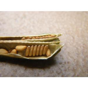 金すりごま 150g 胡麻屋の底力 チャック式...の詳細画像4